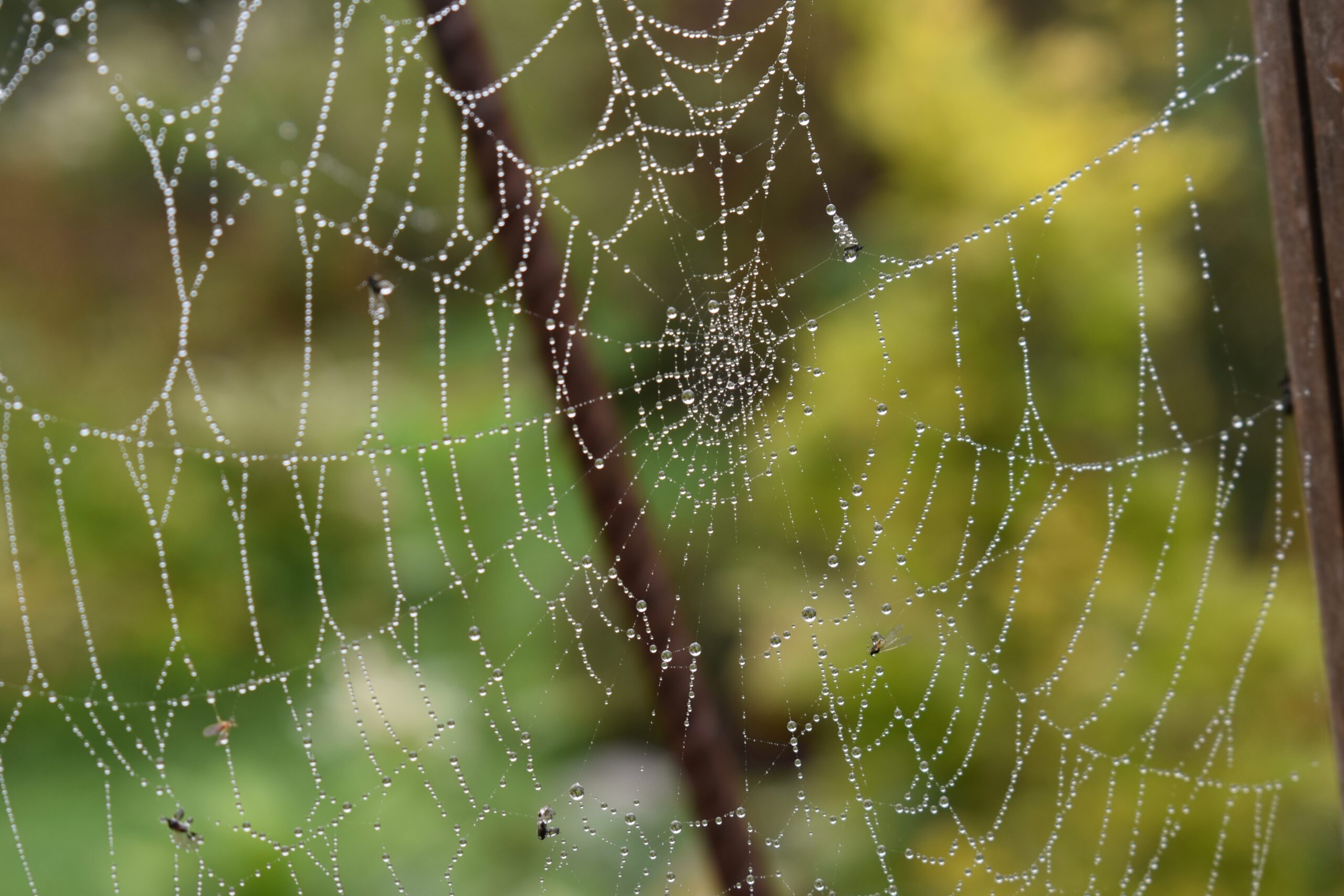 Civilsamhällets nätverk för lokal matberedskap
